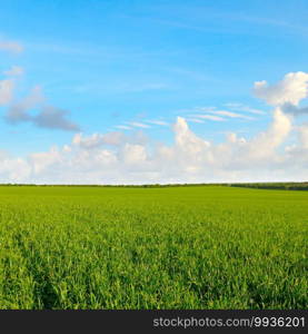 Green wheat field and blue cloudy sky.