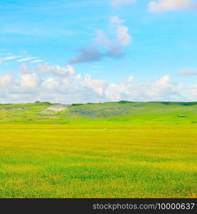 Green wheat field and blue cloudy sky. Agricultural landscape.
