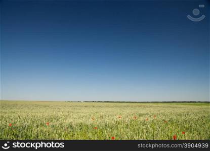 green wheat field and blue sky