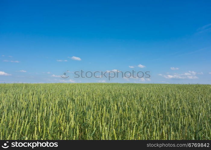 green wheat field and blue sky