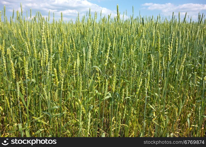 green wheat field and blue sky