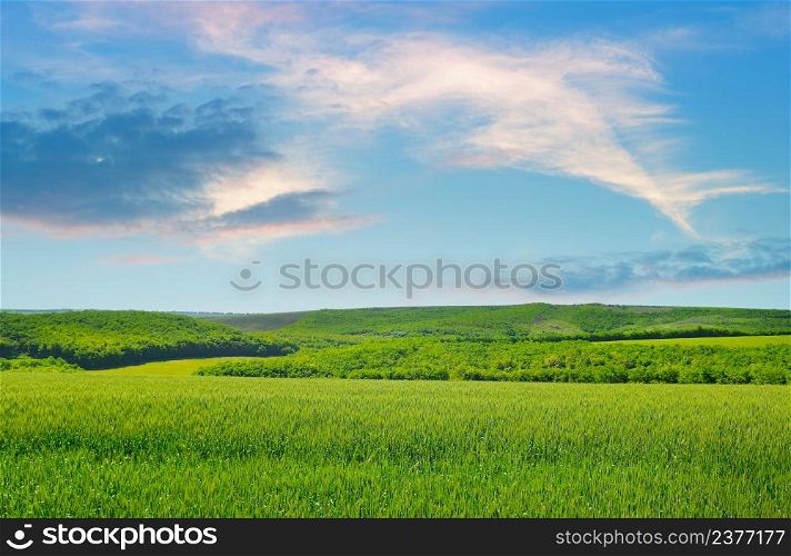 Green wheat field and blue sky. Agricultural landscape.