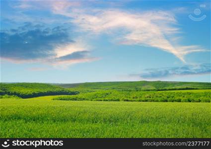 Green wheat field and blue sky. Agricultural landscape.