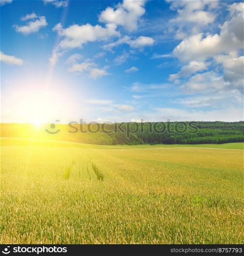 Green wheat field and bright sunrise.