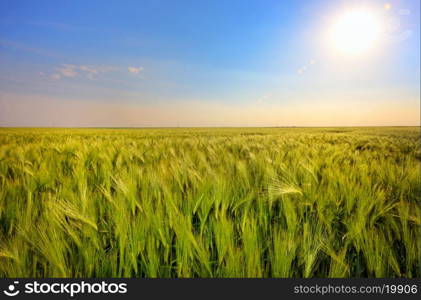 Green wheat field and sunset