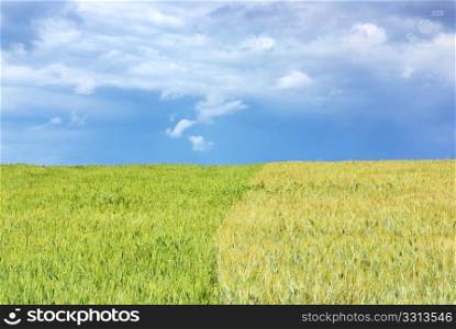 Green wheat field background and gray sky.