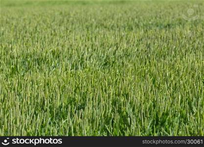 green wheat field - close up photo