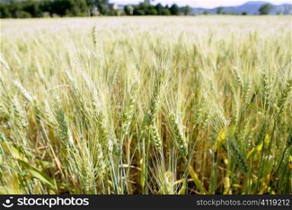 Green wheat field detail