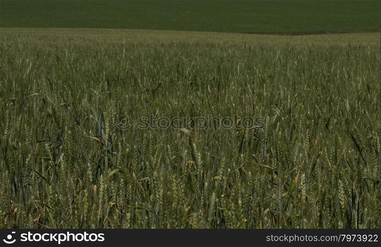 green wheat field during maturing