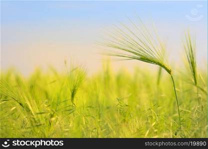 Green wheat field in spring time