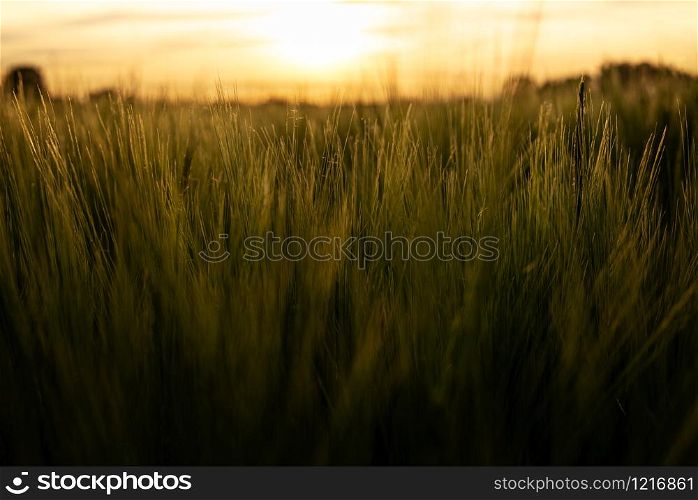 Green wheat field in the sunset lights. Grain spikes in warm lights. Summer scenery at golden hour with grain fields and the sunset in the background