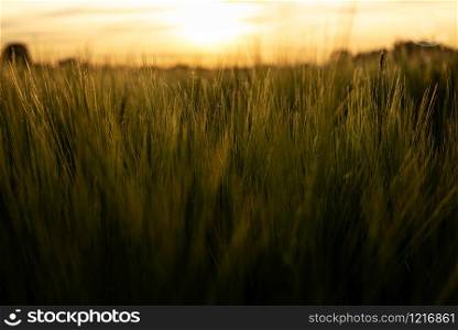 Green wheat field in the sunset lights. Grain spikes in warm lights. Summer scenery at golden hour with grain fields and the sunset in the background