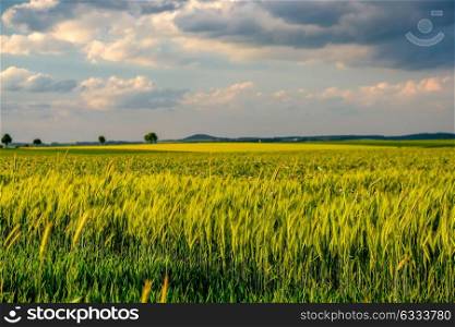 Green wheat field in warm sunshine under dramatic sky, fresh vibrant colors, at Rhine Valley (Rhine Gorge) in Germany