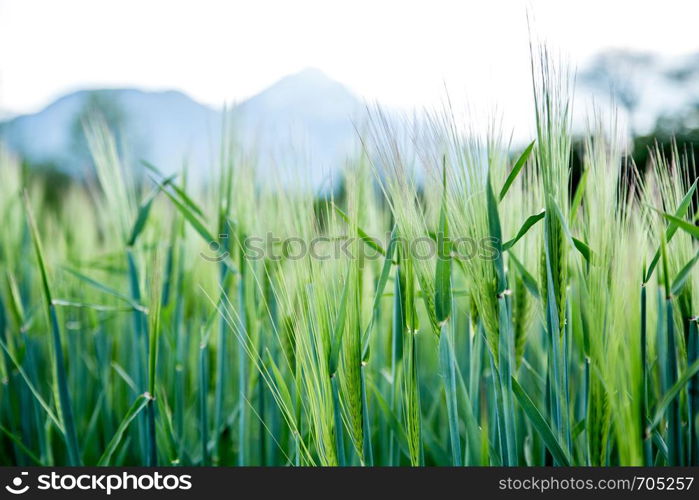 Green wheat field on a sunny spring day