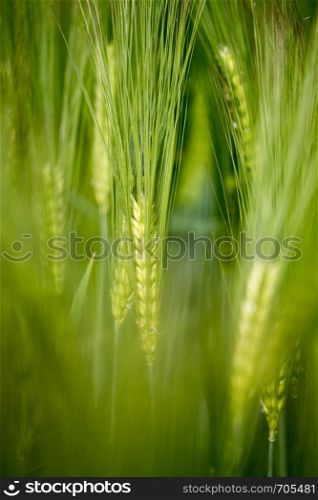 Green wheat field on a sunny spring day