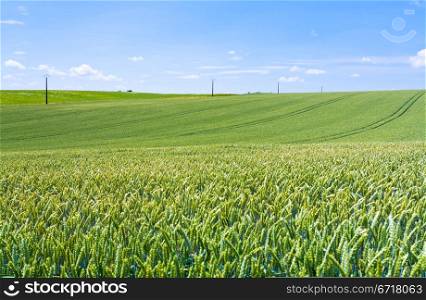 green wheat field under blue sky in France