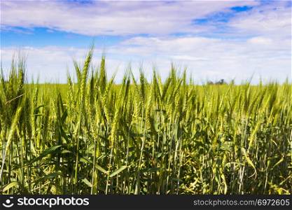 Green wheat fields in the Argentine Pampa