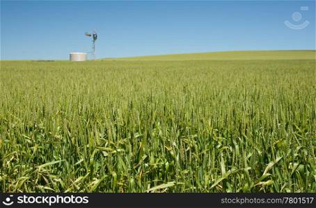 green wheat grass growing the country field