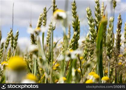 Green wheat growing on one agricultural field and camomile flowers and other weeds. wheat field