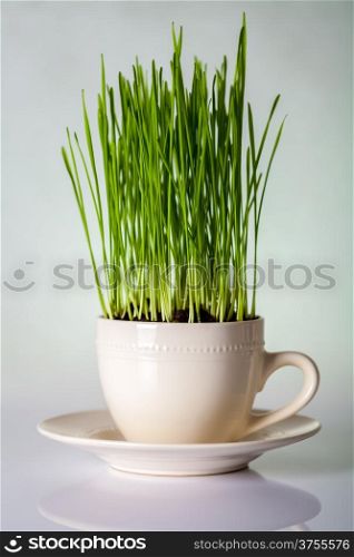 Green wheat in cup. Fresh wheat plant composition