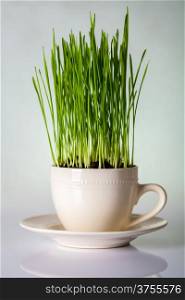 Green wheat in cup. Fresh wheat plant composition