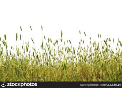 Green wheat isolated on the white background