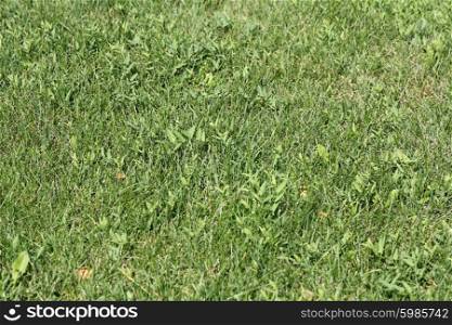 Green wheat on a grain field grass texture background