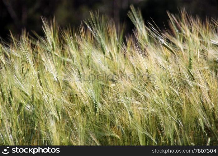 Green wheat on the field in Ecuador