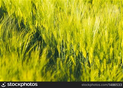Green wheat on the field in spring. Selective focus, shallow DOF background. Pubescent rye agriculture concept. Green wheat on the field in spring. Selective focus, shallow DOF background.