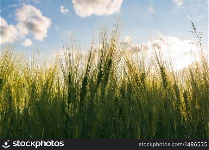 Green wheat on the field in spring. Selective focus, shallow DOF background. Pubescent back lit rye agriculture concept. Green wheat on the field in spring. Selective focus, shallow DOF background.