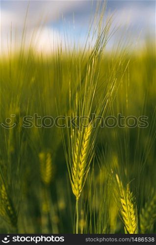Green wheat on the field in spring. Selective focus, shallow DOF background. Pubescent rye agriculture concept. Green wheat on the field in spring. Selective focus, shallow DOF background.