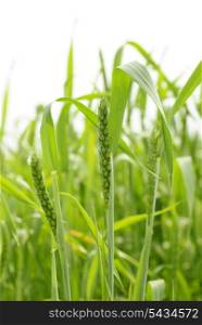Green wheat on white background. Close up ears