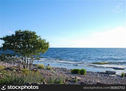 Green whitebeam tree by a stony coast with blue water at the swedish island Oland