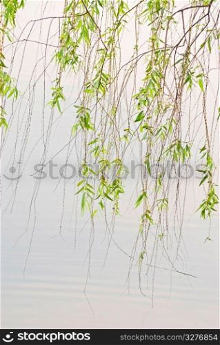 green willow in peaceful lake