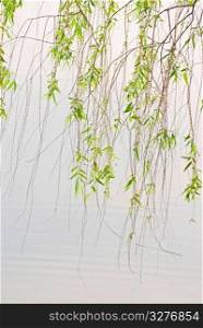 green willow in peaceful lake