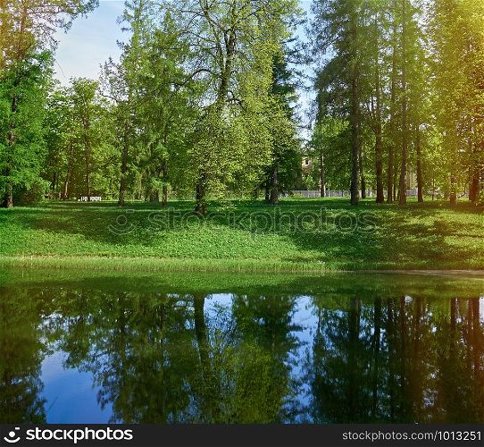 green willow with other trees on the river bank. River bank with reflection of a tree in the water