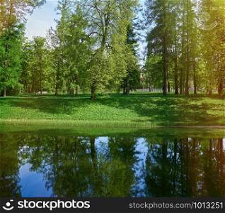 green willow with other trees on the river bank. River bank with reflection of a tree in the water