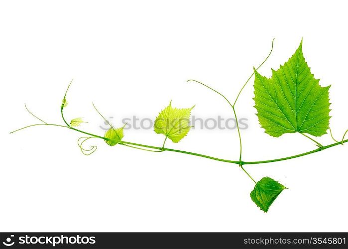 green wine leaves