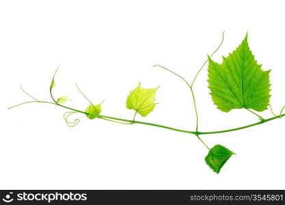 green wine leaves