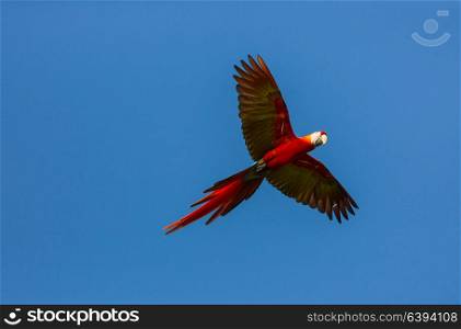 Green-winged Macaw Ara in the wild, Costa Rica, Central America