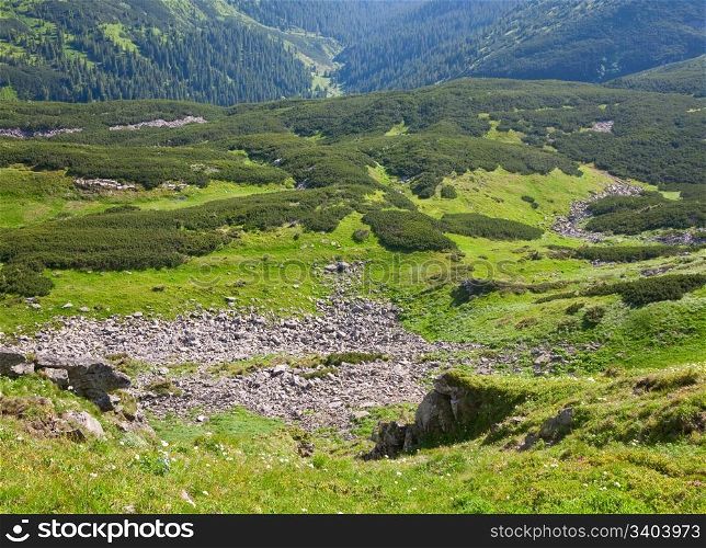 Green wood of coniferous trees and stones on summer mountainside (Ukraine, Carpathian Mountains)