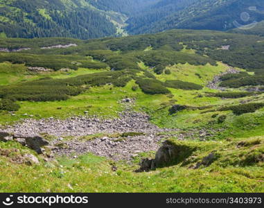 Green wood of coniferous trees and stones on summer mountainside (Ukraine, Carpathian Mountains)