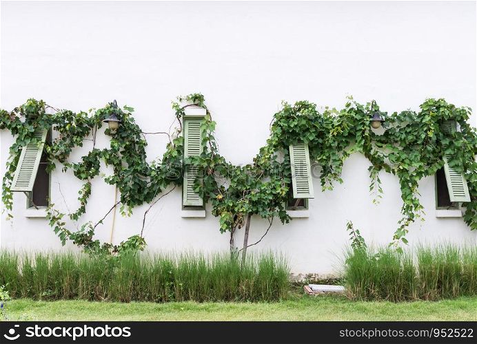 Green wooden window with the grape vine of the European style house.