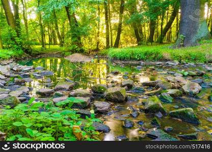 Green woods forest outdoor. Stream river with stone in park at summer time. Nature landscape. Green forest park with water stream