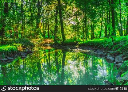 Green woods forest outdoor. Stream river with stone in park at summer time. Nature landscape. Green forest park with water stream