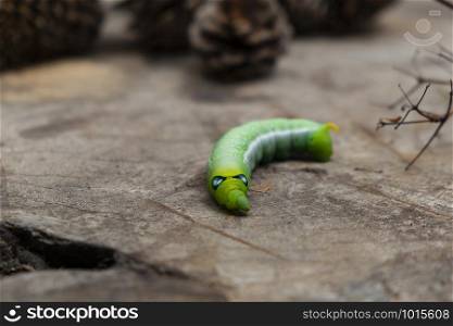 Green worm caterpillar animals isolate on wood ans pine cone blur background