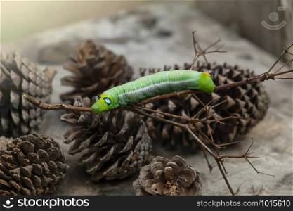 Green worm caterpillar animals isolate on wood ans pine cone blur background