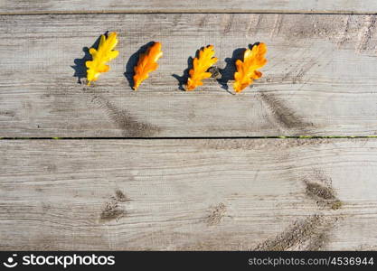 Green, yellow and red autumn leaves on a wooden table.