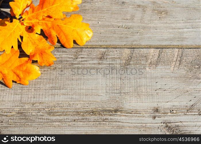 Green, yellow and red autumn leaves on a wooden table.