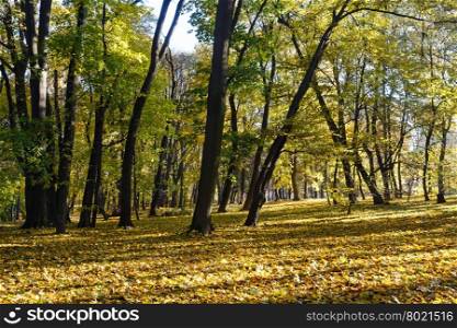 Green-yellow carpet of autumn leaves with shadow of trees in city park.
